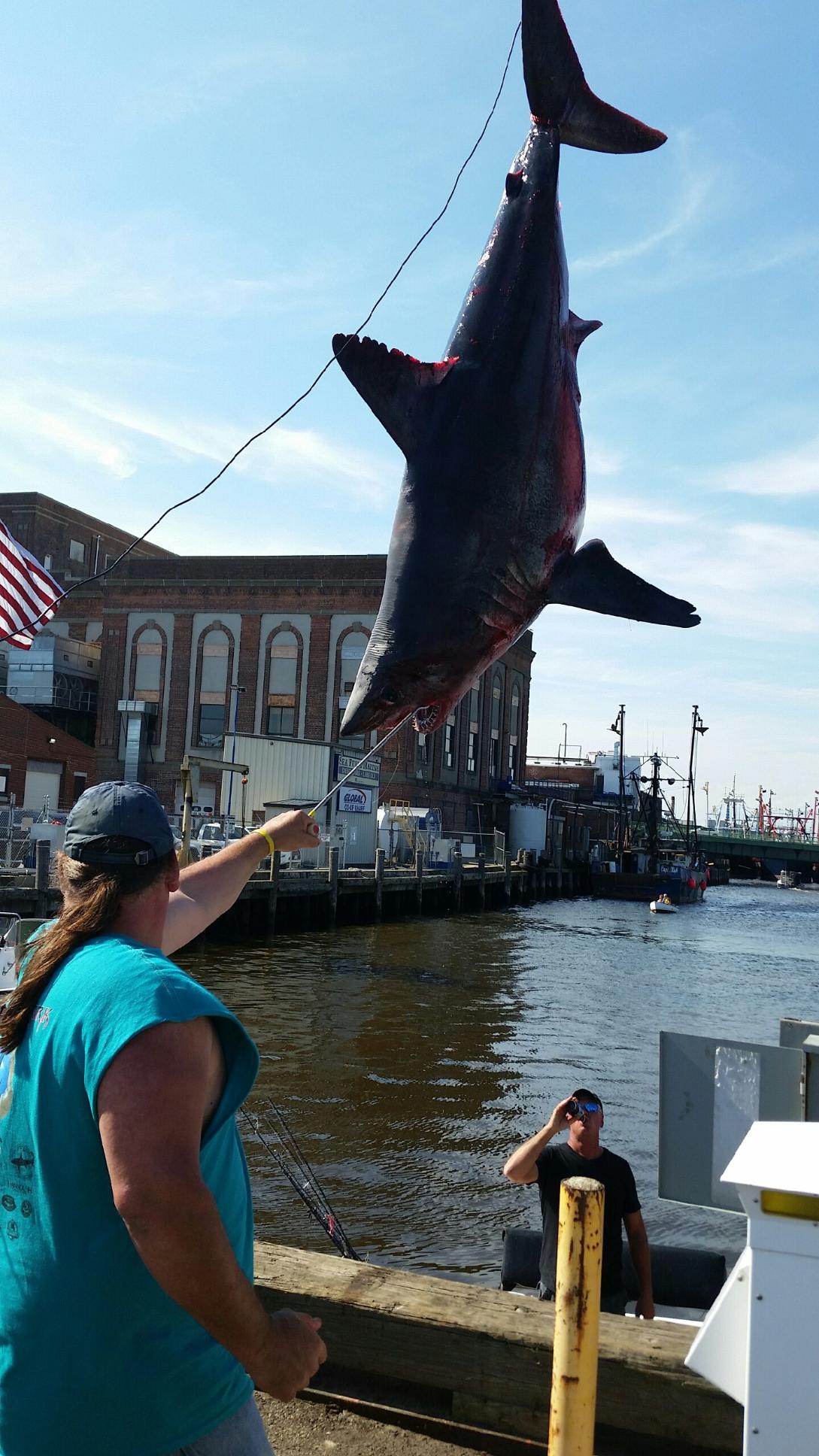 Shark in Massachusetts